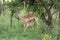 Young Impala feeding from mother