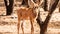 Young Impala looking into camera in Safari Park