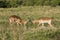 Young impalas fighting