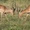 Young impalas fighting