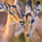 Young Impalas grooming sweetly insta