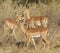 Young impalas in wild