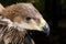 Young imperial eagle (Aquila heliaca)