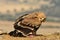 Young imperial eagle perched in the field