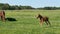 Young impetuous foal gallops around the grazing mare in a spacious green paddock during spring