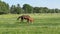 Young impetuous foal gallops around the grazing mare in a spacious green paddock during spring