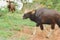 Young Indian Bison