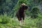 à¹Young Indian bison