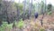 Young Indian boy traveling with a backpack in the forest. A young traveler exploring the wild