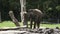 Young Indian Elephant eat food