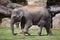 Young Indian elephant (Elephas maximus indicus).