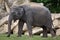 Young Indian elephant (Elephas maximus indicus).