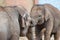 Young Indian elephants Elephas maximus