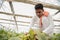 Young indian farmer inspecting or harvesting unripe muskmelon from his poly house or greenhouse, modern organic farming,