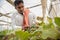 Young indian farmer inspecting or harvesting unripe muskmelon from his poly house or greenhouse, modern organic farming,