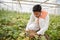 Young indian farmer inspecting or harvesting unripe muskmelon or sugar melon from his poly house or greenhouse, modern organic