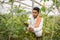 Young indian farmer inspecting or harvesting unripe tomatoes crop from his poly house or greenhouse, modern organic farming,