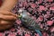 Young Indian girl feeding pet bird budgie chick or baby love bird with her hand