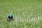 Young Indian lady on a rice field. under hard sun.