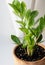 Young indoor plant Zamioculcas Zanzibar Gem ZZ Plant. Aroid palm in a brown ceramic pot. Vertical crop. Close up