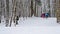 Young inexperienced skiers go down a hill on piste