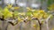 Young inflorescence of grapes on the vine close-up. Grape vine with young leaves and buds blooming on a grape vine in