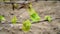 Young inflorescence of grapes on the vine close-up. Grape vine with young leaves and buds blooming on a grape vine in