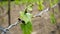 Young inflorescence of grapes on the vine close-up. Grape vine with young leaves and buds blooming on a grape vine in