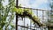 Young inflorescence of grapes on the vine close-up. Grape vine with young leaves and buds blooming on a grape vine in