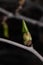 Young inflorescence of grapes on the vine close-up. Grape vine with young leaves and buds blooming on a grape vine in the vineyard