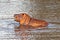 Young injured Common Hippopotamus [hippopotamus amphibius] in a lake in Africa