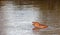 Young injured Common Hippopotamus [hippopotamus amphibius] in a lake in Africa