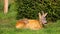 A young injured roe deer lies on the green grass. Rehabilitation center for wild animals.