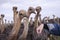 Young, inquisitive ostriches gathering close to the camera