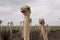 Young, inquisitive ostriches gathering close to the camera