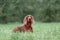 Young irish red setter dog at nature on green grass. Outdoor portrait