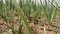 Young irrigated  onion crop agricultural field, close up view