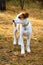 Young Istrian Shorthaired Hound dog standing in