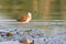 Young jacana walking on water lilies