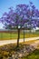 Young jacaranda in Flower at the University Stadium, Lisbon