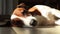 Young jack russell terrier dog sleeping on a floor