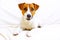 Young jack russell terrier looks into his eyes on a white bedspread