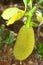 Young jackfruit