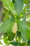 Young Jackfruit Fruits Blossom And Leaves