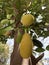 Young Jackfruit growing on a tree