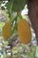 Young Jackfruit growing on a tree