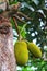 young jackfruit hanging on a tree.