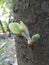 Young jackfruit on trees in tropical fruit gardens in Indonesia