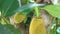 Young jackfruits hanging on tree.