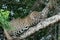 A young jaguar - Panthera onca - lying in a tree. Location: Porto Jofre, Pantanal, Brazil